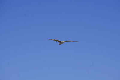 Low angle view of bird flying in sky