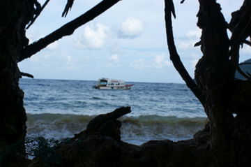 Close-up of tree at seaside