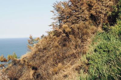 Scenic view of sea against clear sky