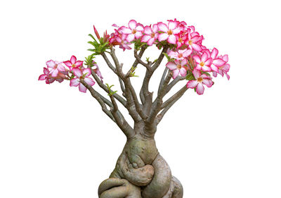 Close-up of pink flowering plant against white background