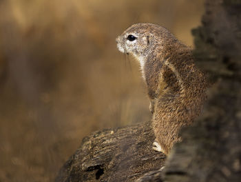 Close-up of a lizard on rock