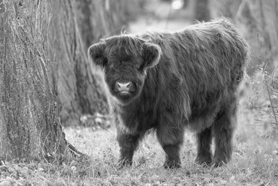 Close-up portrait of  a scottish highland cattle calf