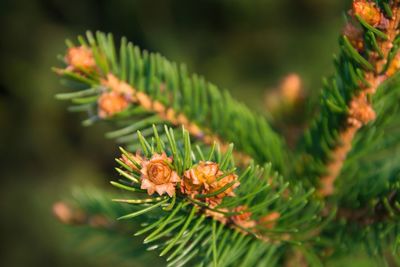 Close-up of pine cone on branch