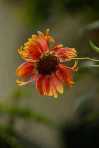 Close-up of orange flower