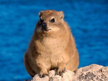 Portrait of cape hyrax on rock against sea