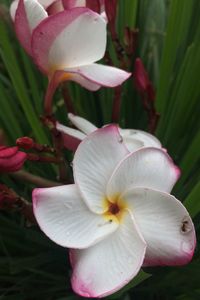 Close-up of day lily blooming outdoors