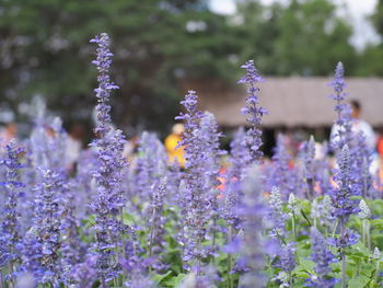 Close-up of purple lavender flowers on field