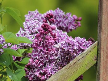 Close-up of pink flowers