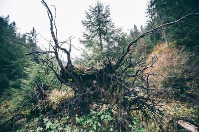 Trees in forest