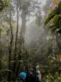 Rear view of people walking in forest