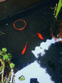 Close-up of koi carps swimming in water