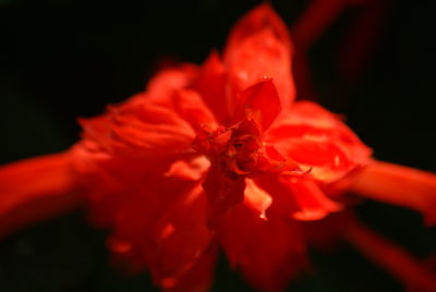 Close-up of red flower