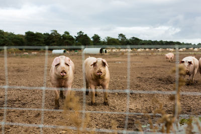 Pigs in field 