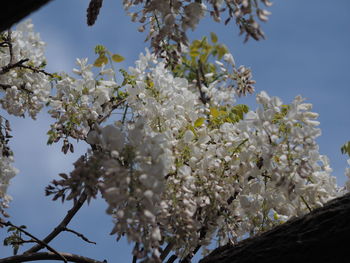 Low angle view of cherry blossoms against sky