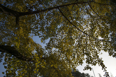 Low angle view of trees against sky