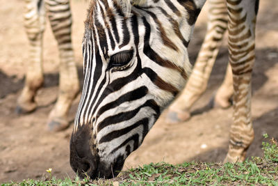 View of a zebra