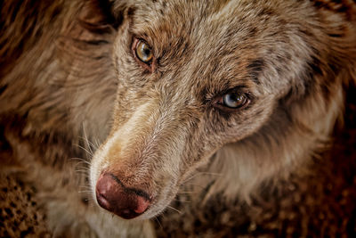 Close-up portrait of dog