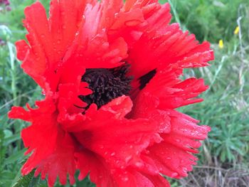 Close-up of wet red flower blooming outdoors
