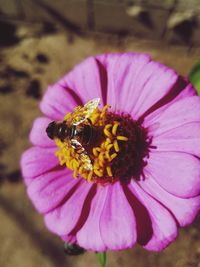 Close-up of honey bee on pink flower