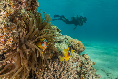 Man scuba diving by coral in sea