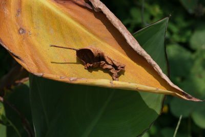 Close-up of insect on leaf