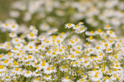 Close-up of yellow daisy flowers on field