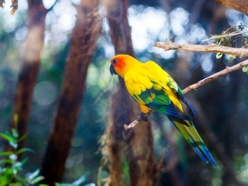 Sun parakeet perching on stick in forest