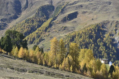 High angle view of pine trees on mountain