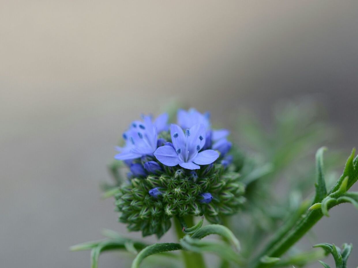 flower, freshness, petal, fragility, growth, flower head, beauty in nature, purple, close-up, blooming, focus on foreground, plant, nature, in bloom, selective focus, blossom, stem, springtime, botany, single flower