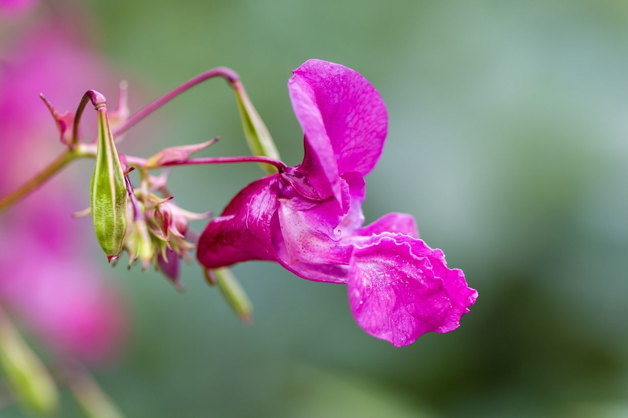 CLOSE-UP OF PINK FLOWER