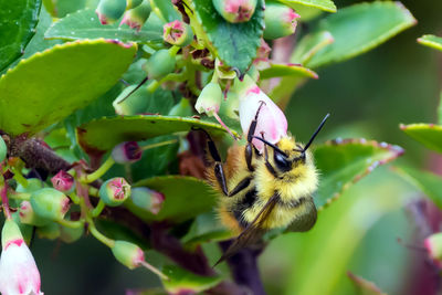 Close-up of insect on plant