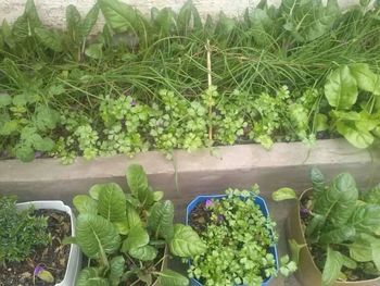 High angle view of potted plants