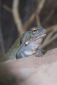 Close-up of lizard on rock