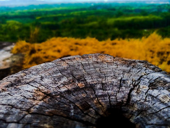 Close-up of tree stump