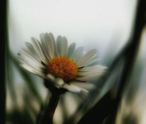 Close-up of white flowering plant