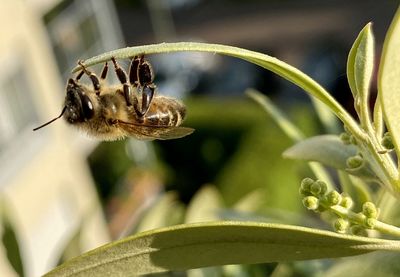 Close-up of bee pollinating flower