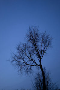 Low angle view of bare tree against clear blue sky