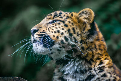 Close-up of a cat looking away