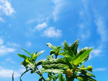 Low angle view of plant against blue sky