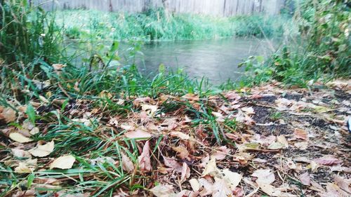 Plants growing in water