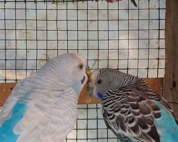 Close-up of parrot in cage