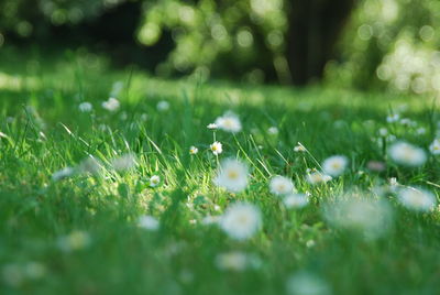 Flowers on grassy field