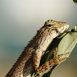 Close-up of a lizard