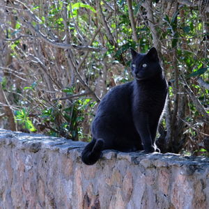 Black cat outdoors