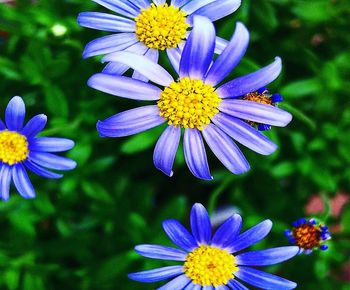 Close-up of purple flowering plant