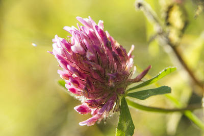 Close-up of pink crimson clover blooming outdoors