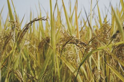 Close-up of stalks in field