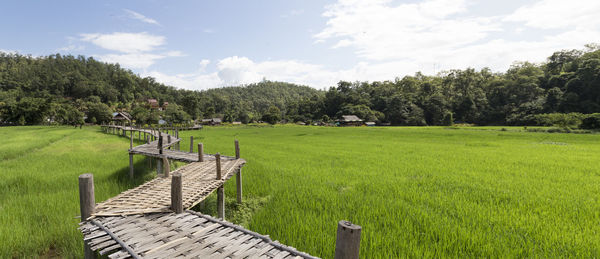 Famous pai bamboo bridge over green rice terraces under blue sky