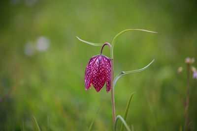 Snake's head fritillary fritillaria meleagris close-up view growing in field