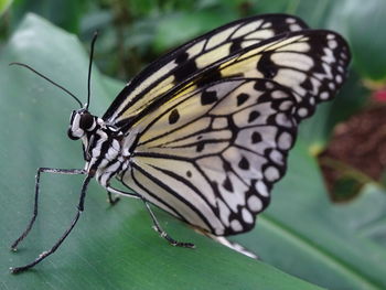 Close-up of butterfly on leaf